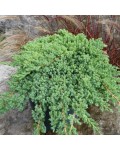 Ялівець лежачий Нана | Можжевельник лежачий Нана | Juniperus procumbens Nana